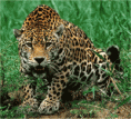 /album/fotogaleria-inicio/vlyg8-jaguar-gif2/